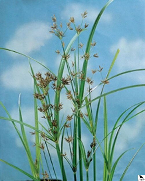 Cyperus longus - Galingale B Cyperus longus - Galingale B
