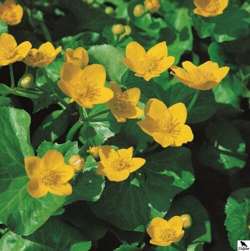 Caltha palustris – nechtík močiarny A Caltha palustris – nechtík močiarny A
