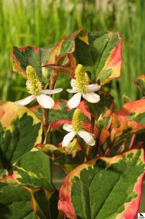 Houttuynia cordata Chameleón - Variegata houttuynia B Houttuynia cordata Chameleón - Variegata houttuynia B