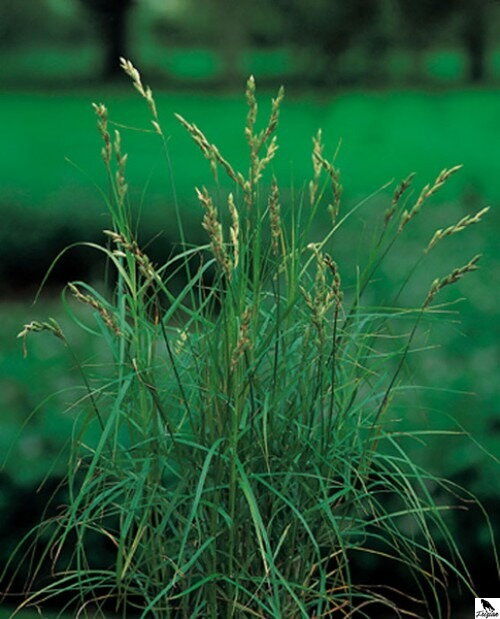 Carex muskingumensis - ostrica dáždniková B Carex muskingumensis - ostrica dáždniková B