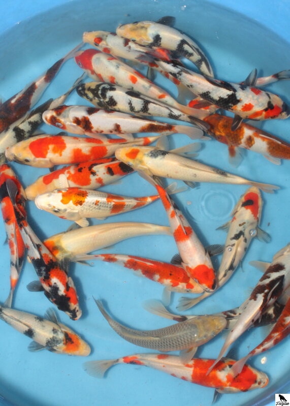 Japonsky koi Japonské koi HQ 15-25cm Japonsky koi Japonské koi HQ 15-25cm
