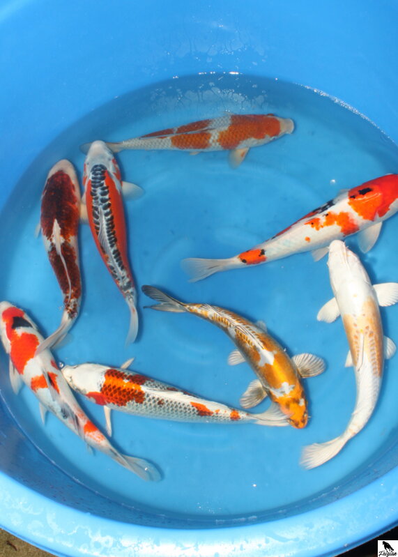 Japonsky koi Japonské koi MIX 30-40cm Japonsky koi Japonské koi MIX 30-40cm