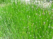 KOIC Bahnička mokraďová - Eleocharis palustris B KOIC Bahnička mokraďová - Eleocharis palustris B