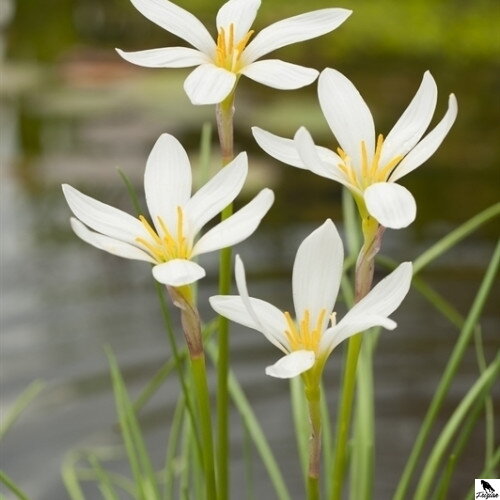 Zephranthes candida - Zephyr Lilly - Dažďová ľalia D