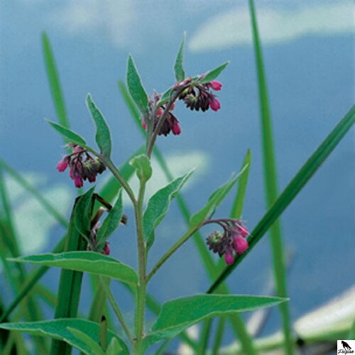 Symphytum officinale - Blackwort - Kostihoj lekársky B