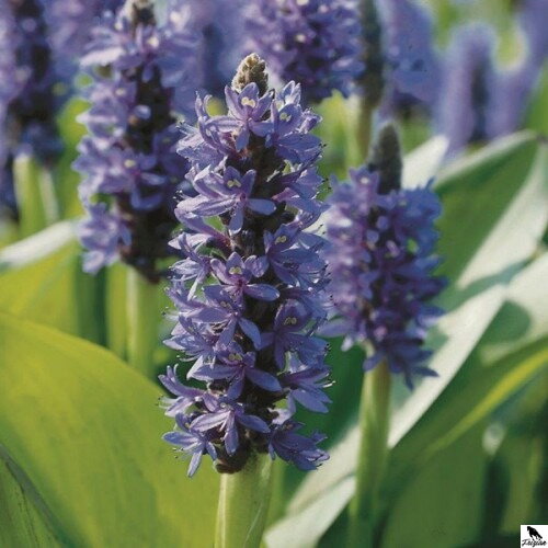Modráska srdcovitá - Pontederia cordata D Modráska srdcovitá - Pontederia cordata D