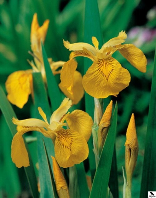 Kosatec žltý - Iris pseudacorus B Kosatec žltý - Iris pseudacorus B