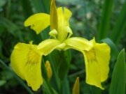 KOIC Kosatec žltý - Iris pseudacorus * 5
