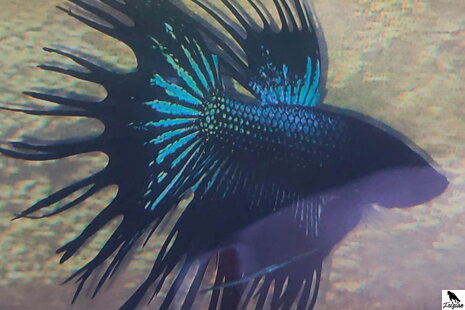 Betta Splendens- Siamská bojovná ryba