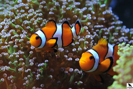 Amphiprion Ocellaris - Klaun očkatý tzv. Nemo