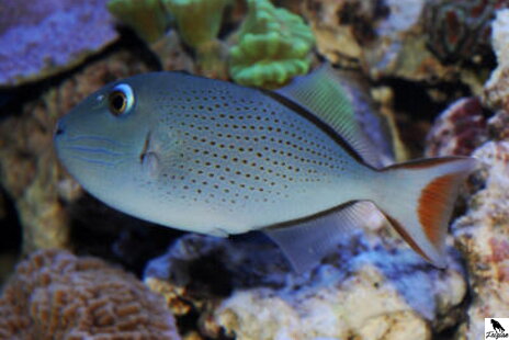 Xanthichthys lineopunctatus